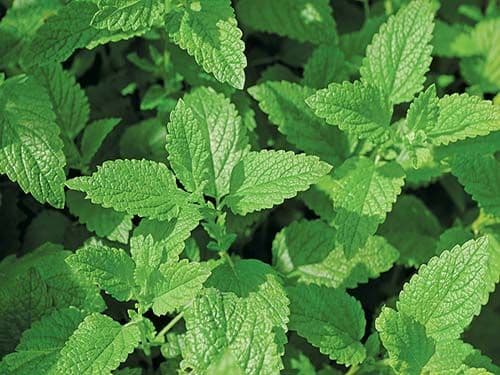 Lemon Balm