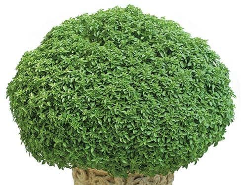 Aristotle Basil
