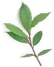 Bay Laurel