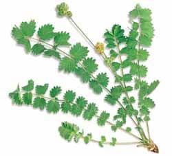 Salad Burnet