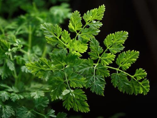 Massa Chervil