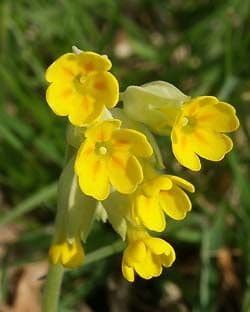 Cowslip