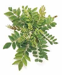 Curryleaf