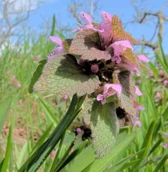 Purple Dead-Nettle