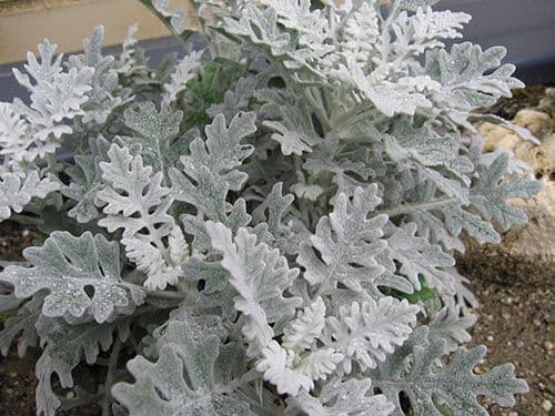 Dusty Miller