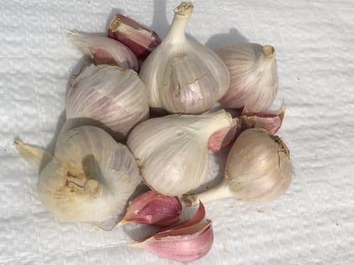 Majestic Garlic