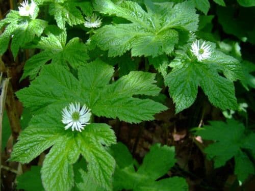 Goldenseal