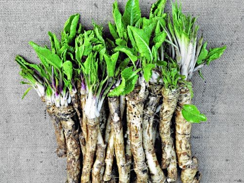 Horseradish