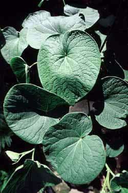 Kava Kava