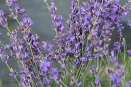 Munstead Lavender