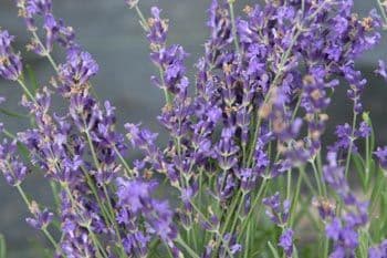 Munstead Lavender