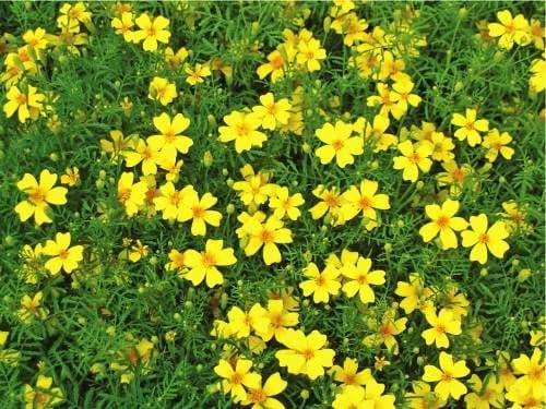 Lemon Gem Marigold