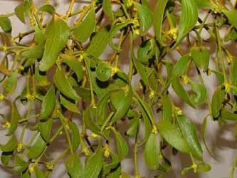 Mistletoe