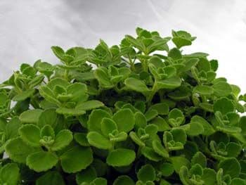 Cuban Oregano