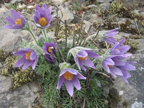 Pasque Flower