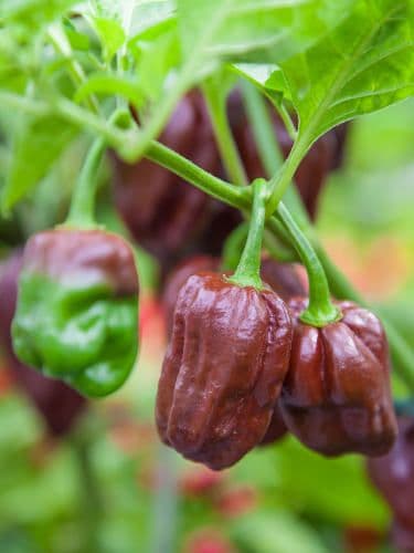 Chocolate Habanero Chile Pepper