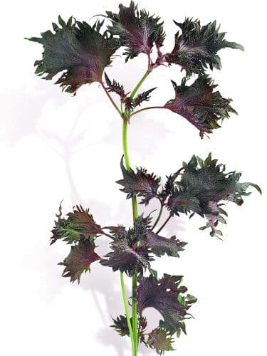 Red Perilla