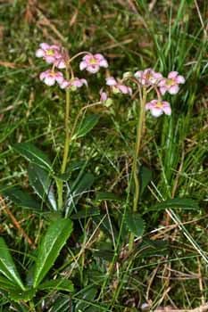 Pipsissewa