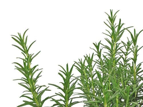 Spice Island Rosemary