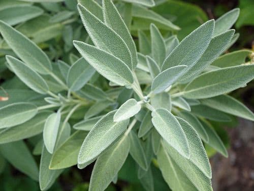 Garden Sage