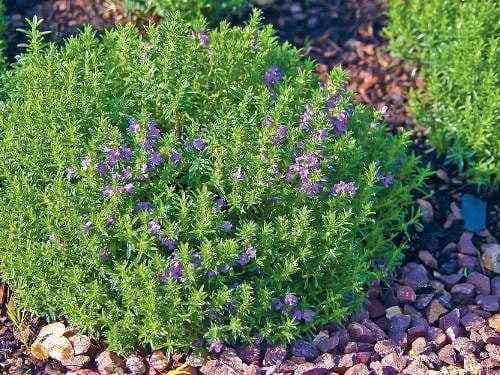 Winter Carpet Savory