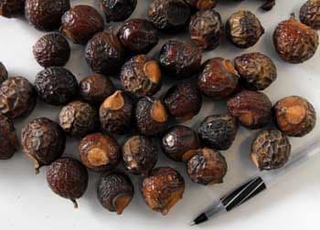 Soapberry