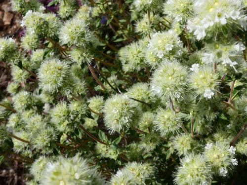Iberian White Thyme