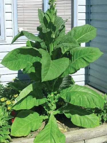 Ontario Light Tobacco