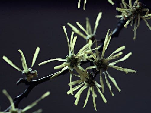 Witch-Hazel
