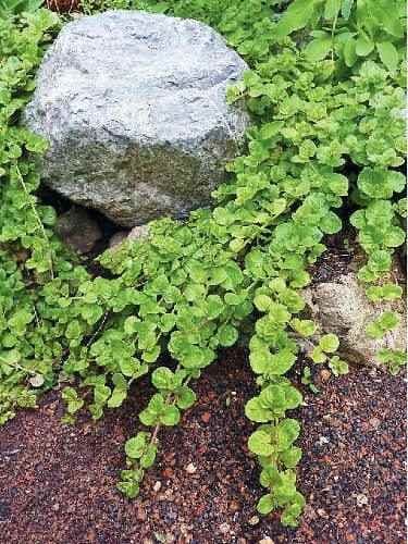 Yerba Buena