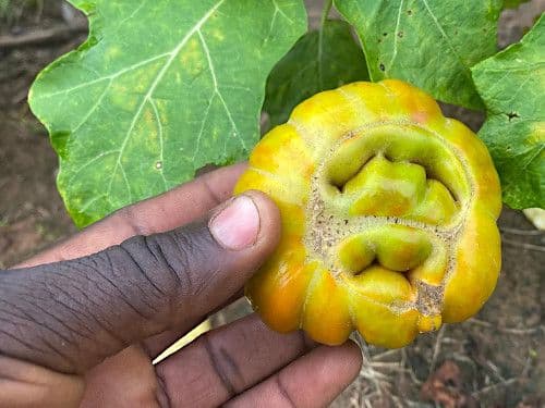 Bitter Tomato